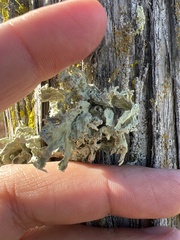 Ramalina canariensis