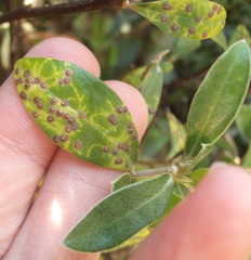 Chrysomphalus pinnulifer