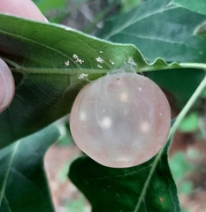 Amphibolips nubilipennis