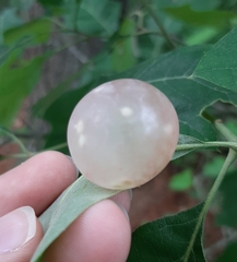 Amphibolips nubilipennis