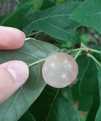 Amphibolips nubilipennis