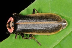 Podabrus brevicollis