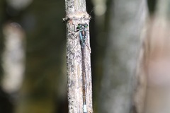 Ischnura damula