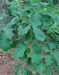 Amphibolips nubilipennis