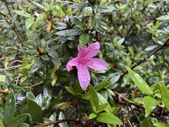 Rhododendron kanehirai