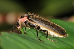 Podabrus brevicollis