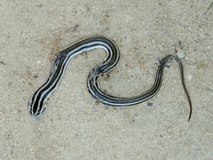 Conophis lineatus