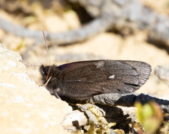 Erebia disa