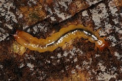 Pyrochroidae