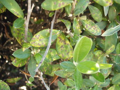 Chrysomphalus pinnulifer