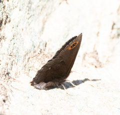 Erebia disa