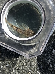Leptocottus