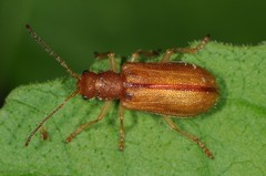 Syneta ferruginea