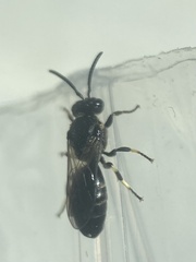 Hylaeus confusus