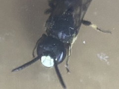 Hylaeus confusus