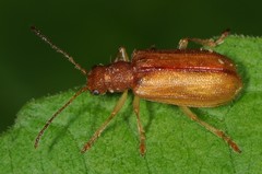 Syneta ferruginea