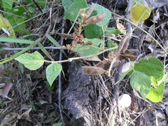 Rhynchosia longeracemosa