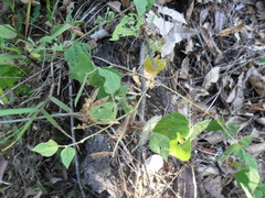 Rhynchosia longeracemosa