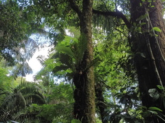 Anthurium consobrinum