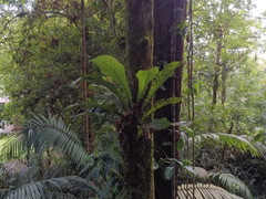 Anthurium consobrinum