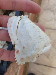 Calappa granulata