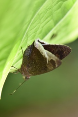 Astraptes habana