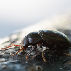 Coleoptera