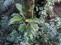 Anthurium consobrinum