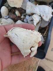Calappa granulata