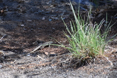 Aspidoscelis uniparens