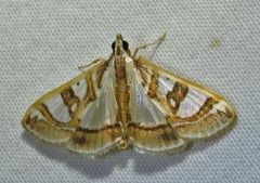Glyphodes pyloalis