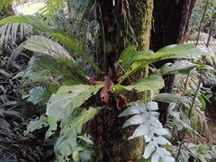Anthurium consobrinum