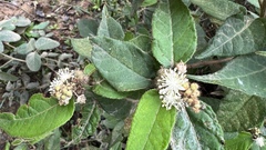Croton orbignyanus