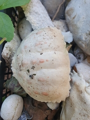Calappa granulata