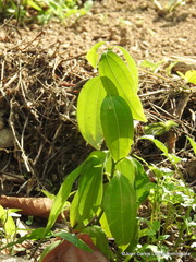 Cinnamomum verum