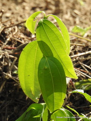 Cinnamomum verum