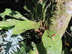 Anthurium consobrinum