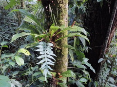Anthurium consobrinum