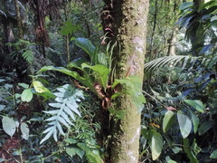Anthurium consobrinum