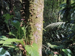 Anthurium consobrinum