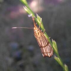 Chrysocrambus linetella
