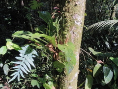 Anthurium consobrinum