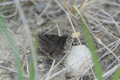 Erynnis persius borealis