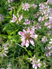 Securigera varia