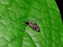 Glenea relicta