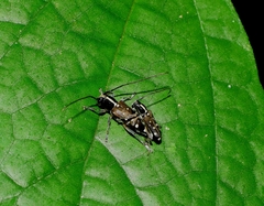 Glenea relicta