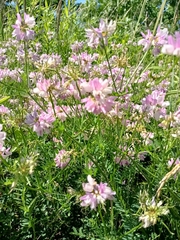 Securigera varia