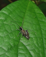 Glenea relicta