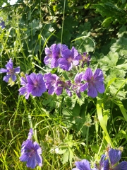 Geranium erianthum