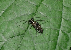 Glenea relicta